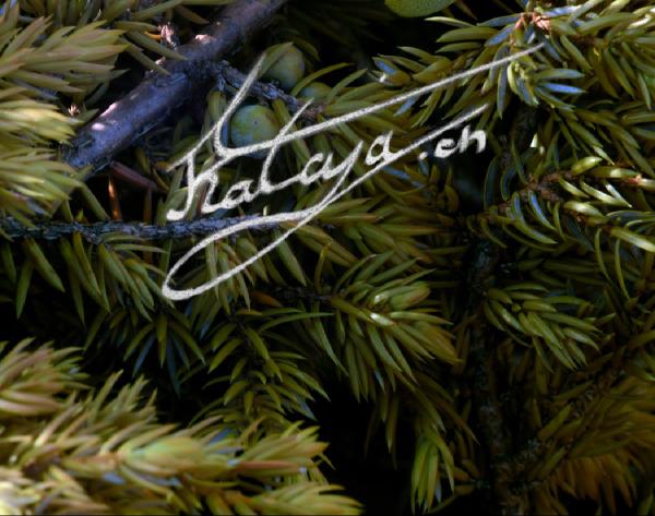 Place alt text here.